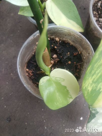 Филодендрон Виолин голд вариегатный Bipennifolium