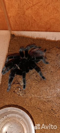 Паук птицеед