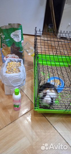 Морская свинка с клеткой