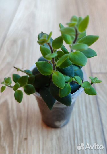 Домашние цветы