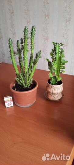 Молочай, кактус