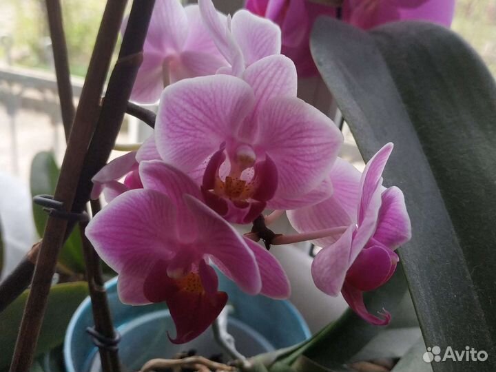 Фаленопсис орхидея
