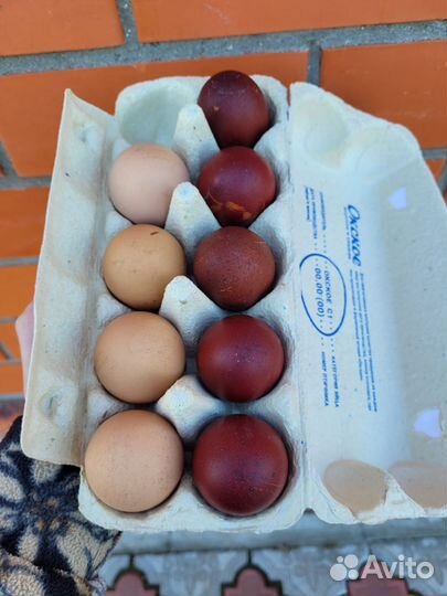 Мараны молодые