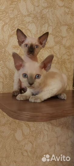Котята девон-рекс