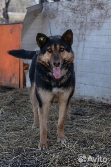 Собака в добрые руки