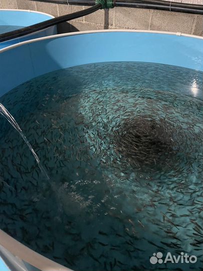 Мальки рыбы для пруда