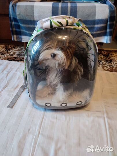 Переноска-рюкзак для маленьких кошек и собак