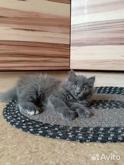 Котята