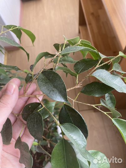 Комнатные цветы Фикус