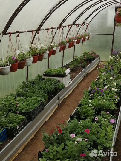 Цветы петунья