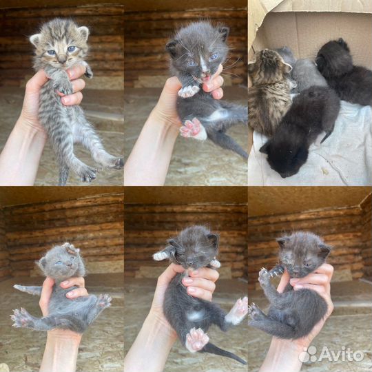 Котятам нужен дом