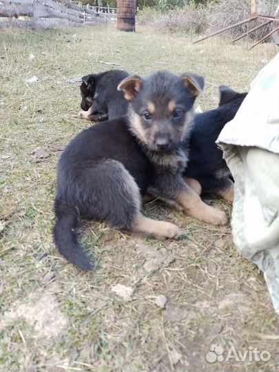 Щенки немецкой и бельгийской овчарки помесь