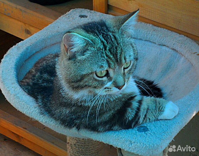 Манчкин вязка, продажа