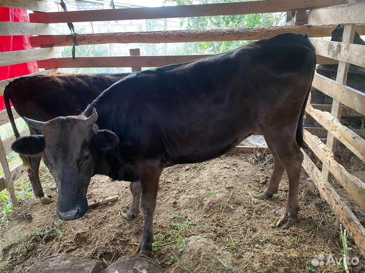 Тёлка и бычок