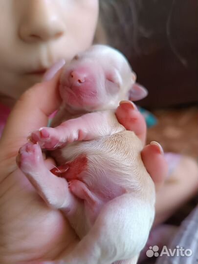 Щеночки в добрые руки. Забронированы оба