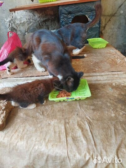 В поисках дома