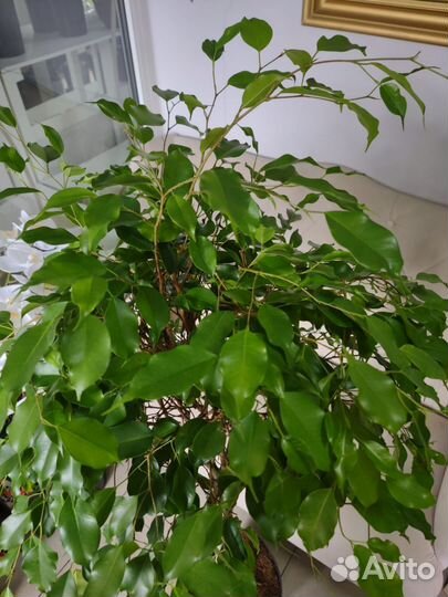 Фикус бенджамина 150 см