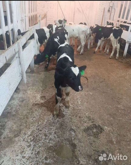 Бычки телята