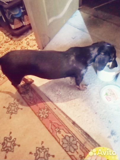 Такса в добрые руки