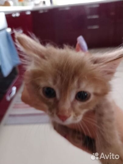 Кошечка в добрые руки