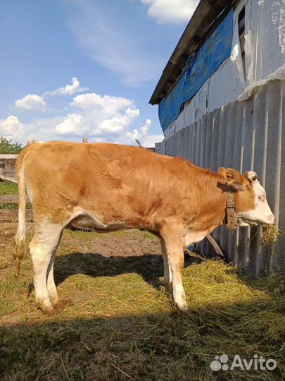 Телка 10 мес