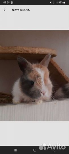 Декоративный кролик бесплатно