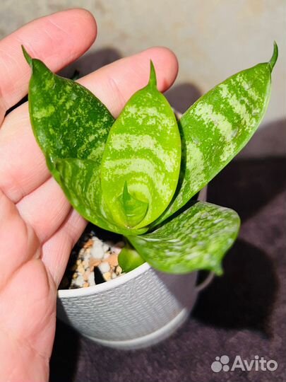 Сансевиерия Ханни Лемон