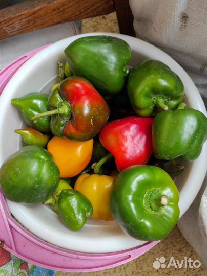 Перец болгарский сладкий
