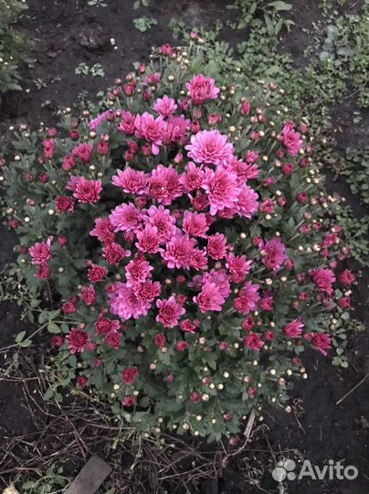 Хризантемы мультифлора