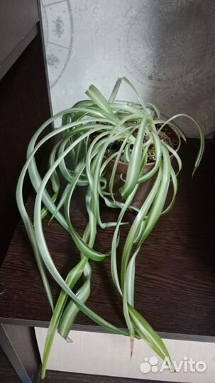 Комнатные цветы