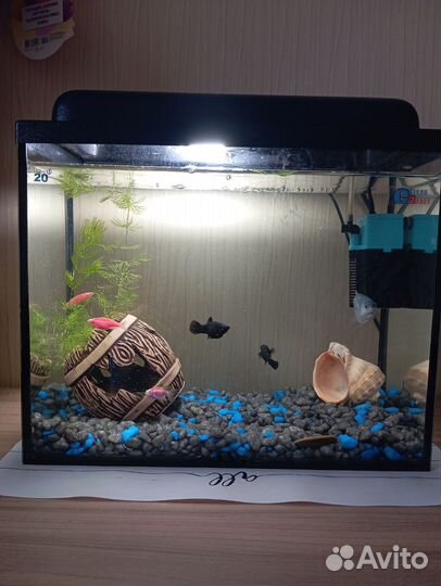 Аквариум с рыбками