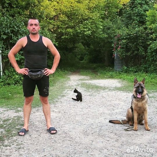 Дрессировка собак с передержкой