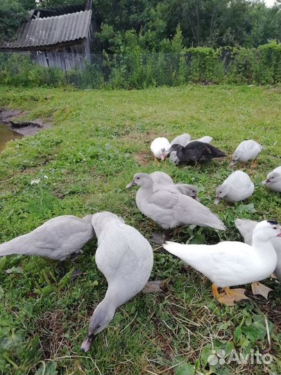 Индоутки тяжёлой линии