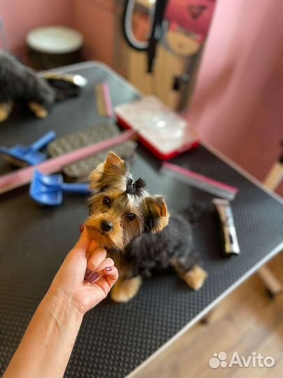 Стрижка собак, груминг