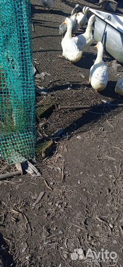 Домашние утки