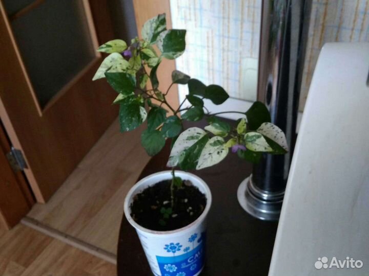 Перчик декоративный вариегатный