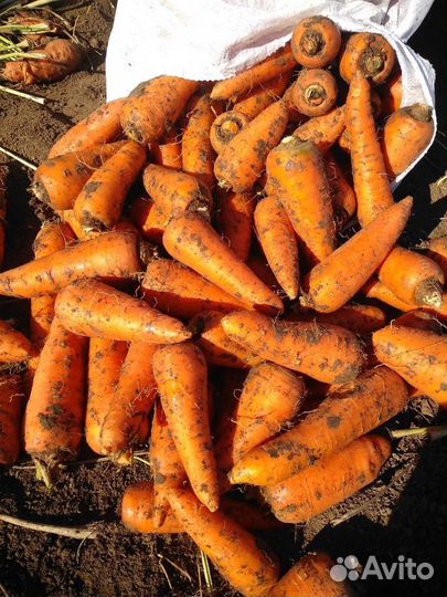 Лук, картофель, морковь,свекла