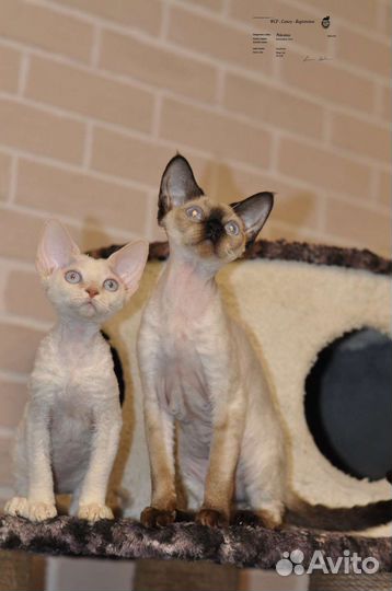 Девон-рекс малыши