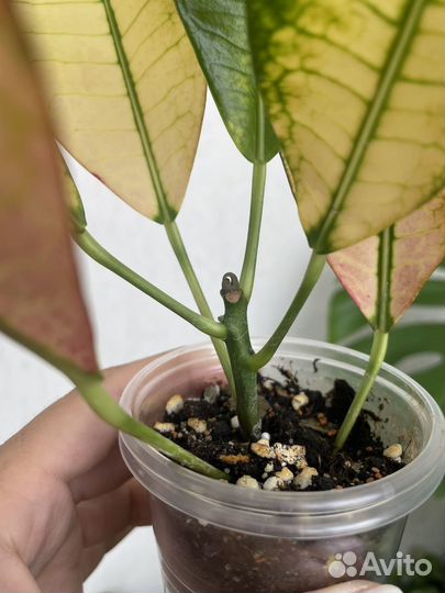 Кротоны миссис айстон, мамми