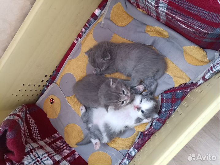Британские вислоухие котята