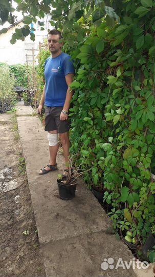 Саженцы девичий виноград