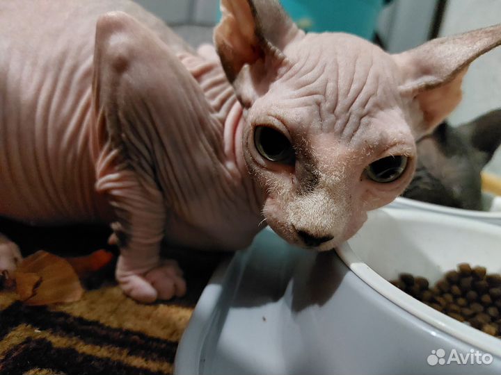 Канадский сфинкс девочка