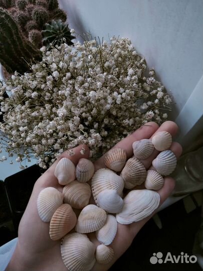 Морские ракушки
