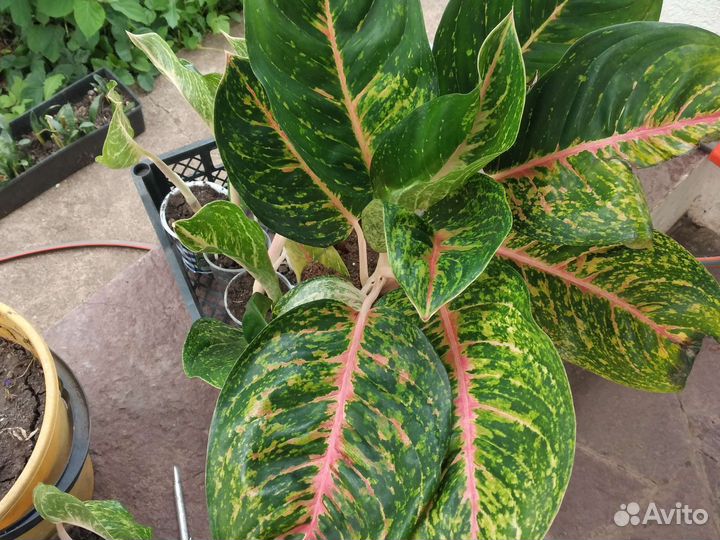 Аглаонема пинк леопард,чатра монгол