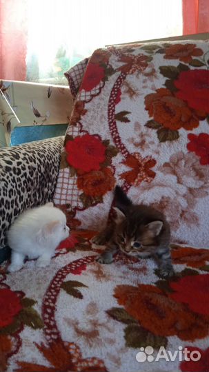 Кошки в добрые руки бесплатно