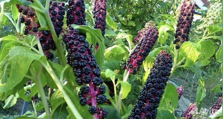 Лаконос ягодный фитолакка зкс