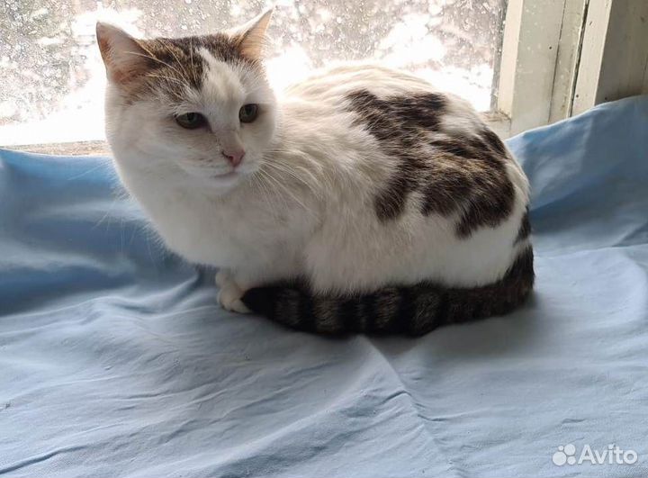 Кошки в добрые руки бесплатно