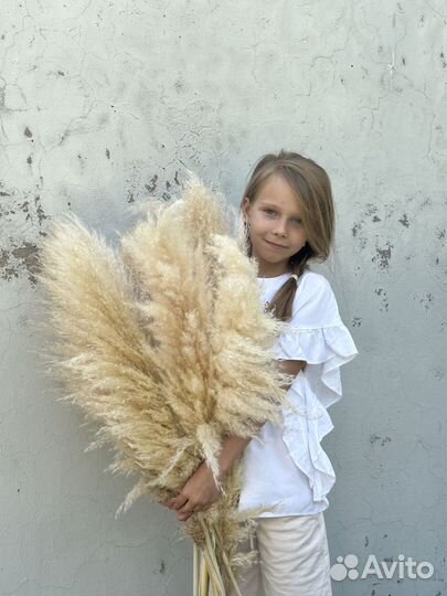 Сухоцветы Пампасная трава (кортадерия)