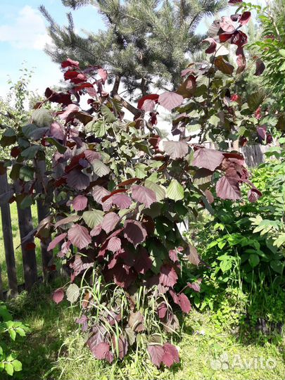 Орех Фундук Лещина сортовой садовый краснолистный