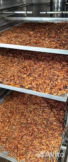 Креветка азовская